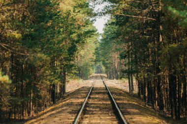 Yazın çam ormanlarından geçen bir demiryolu.