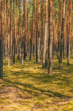 Ormana bir sıra genç çam ekildi.
