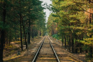 Yazın çam ormanlarından geçen bir demiryolu.