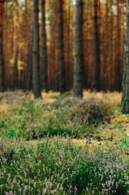 Ormana bir sıra genç çam ekildi.