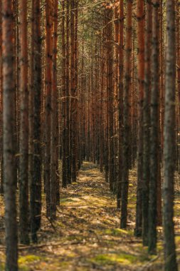 A row of young pines planted in the forest clipart