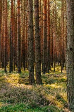 A row of young pines planted in the forest clipart