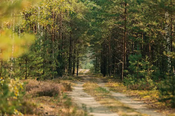 Yazın çamlar ve huş ağaçları arasında, çam ormanlarında toprak bir yol.