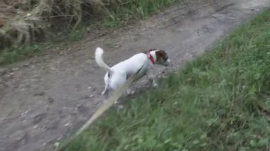 Jack Russell Terrier 'in tasmalı hali yaz boyunca köy yolunda yürüyor.