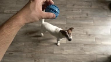 Bir adam ve onun Jack Russell Terrier 'ının dokulu bir diş topu ile çekişmelerini gösteren eğlenceli bir sahne.