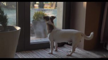 Jack Russell Terrier köpeği evdeki cam kapının yanında dikilip bahçeye bakıyor, video görüntüleri. Anahtar.