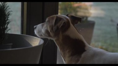 Jack Russell Terrier köpeği evdeki cam kapının yanında dikilip bahçeye bakıyor, video görüntüleri. Anahtar.