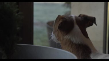 Jack Russell Terrier köpeği, evdeki cam kapının yanında dikilip bahçeye bakıyor..