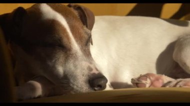 Jack Russell Terrier köpeği evdeki sarı koltukta uzanıyor güneş ışığında güneşleniyor ve uyuyor..