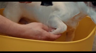 Jack Russell Terrier 'ın patilerini banyodaki sarı havuzda yıkayan bir adam..