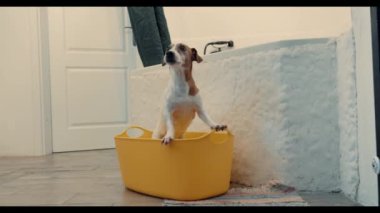 Jack Russell Terrier 'ın sarı bir havuzda patileri yıkandıktan sonra banyoda çekilmiş videosu var..