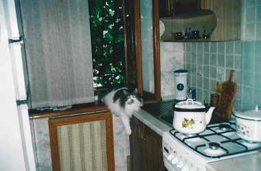 Ukrayna 'nın tipik bir apartman dairesinde mutfak penceresinde oturan genç bir kedi. 2000' lerin başında, yumuşak doğal ışıklandırmalı analog fotoğraf.