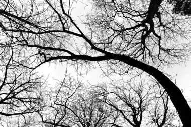 Ağaç dallarının siluetleri gökyüzüne karşı