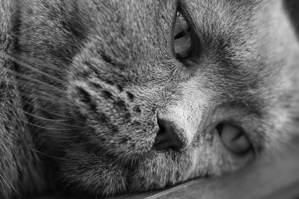 영국의 Blue Cat 클로즈업 — 스톡 사진