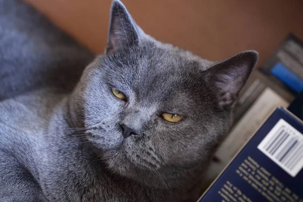 Brytyjski Niebieski Kot Zbliżenie — Zdjęcie stockowe