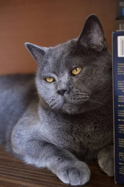 Brittisk Blå Katt Närbild Stockfoto