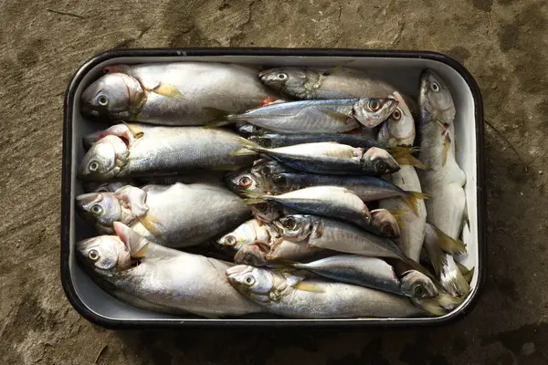 Bağırsakları Temizlenmiş Shad Balıklarını Kapatın Stok Fotoğraf