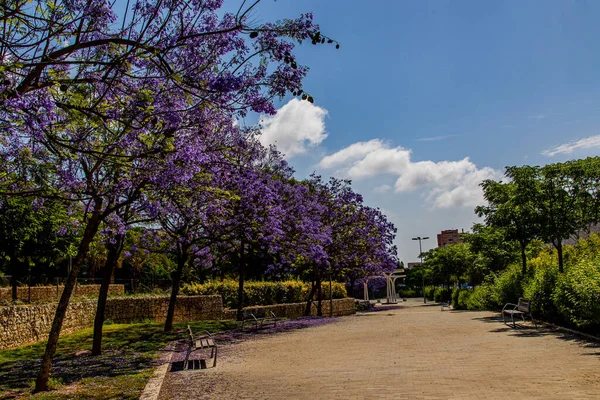 Красивая Аллея Парке Цветущим Деревом Джакаранда Mimosifolia Фиолетовый Цвет Аликанте — стоковое фото