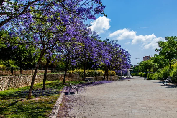春天的一天 公园里的一条美丽的小巷 开着一朵盛开的茉莉花 模仿着紫色的西兰花 — 图库照片
