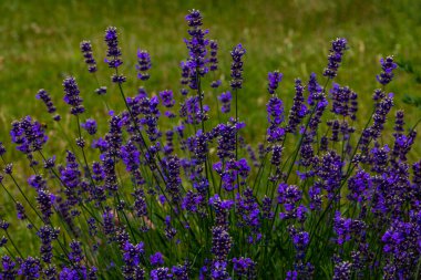 Güzel mor lavanta, yeşil arka planda, yakın planda bir bahçede.