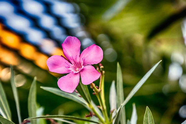 Piękny Fioletowy Kwiat Zielonym Tle Zbliżeniu Ogrodzie — Zdjęcie stockowe