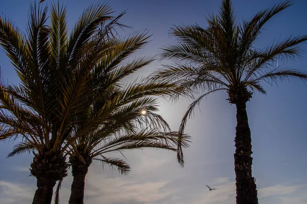Mooie Blauwe Wolkenloze Lucht Achtergrond Met Groene Bladeren Van Palmbomen — Stockfoto