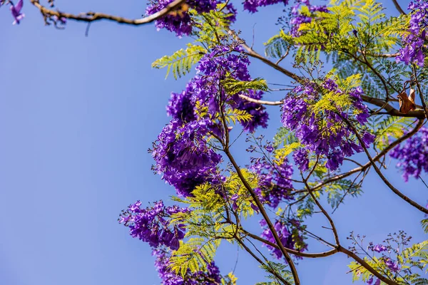 stock image beautiful purple jacaranda flower mimosifolia on a tree on a spring day