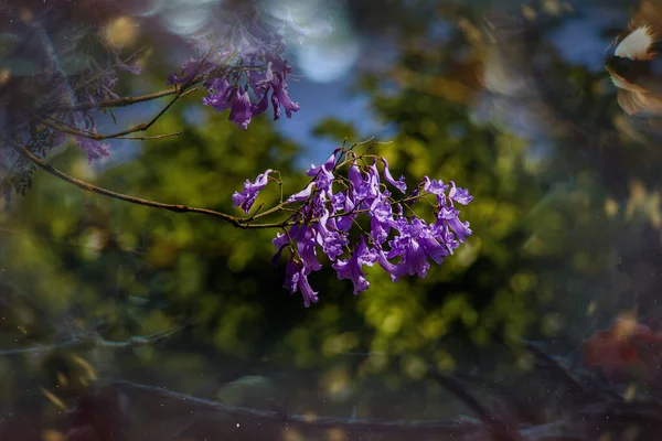 Beautiful Purple Jacaranda Flower Mimosifolia Tree Spring Day — Stock Photo, Image