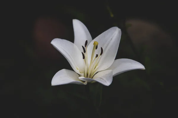 Hermosa Flor Lirio Blanco Delicado Sobre Fondo Oscuro —  Fotos de Stock
