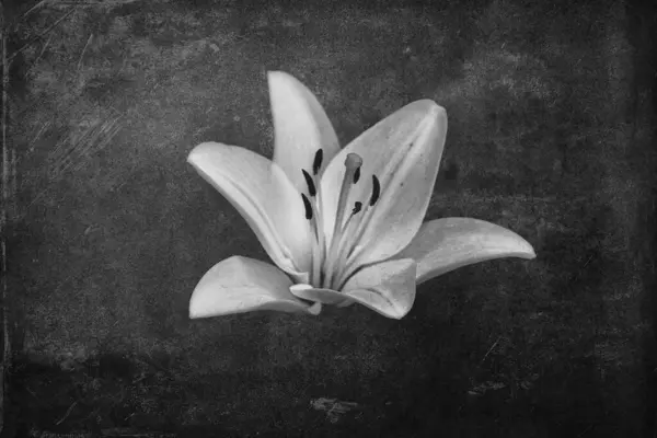 Hermosa Flor Lirio Blanco Delicado Sobre Fondo Oscuro — Foto de Stock