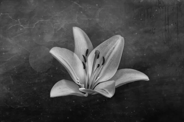 Όμορφο Λευκό Ντελικάτο Λουλούδι Κρίνου Σκούρο Φόντο — Φωτογραφία Αρχείου