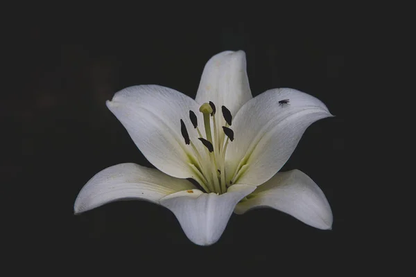 Hermosa Flor Lirio Blanco Delicado Sobre Fondo Oscuro —  Fotos de Stock