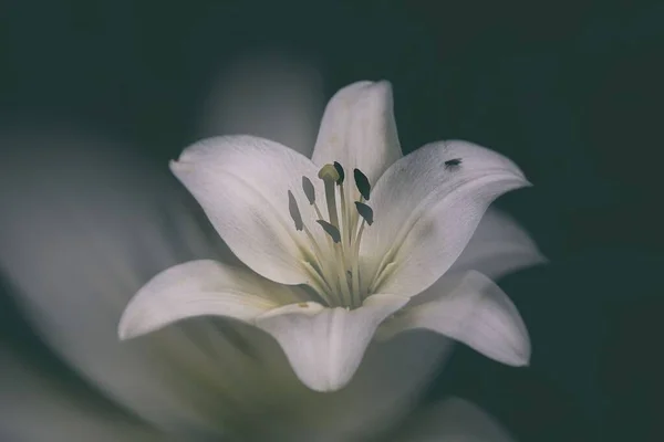 Krásná Bílá Jemná Lilie Květiny Tmavém Pozadí — Stock fotografie