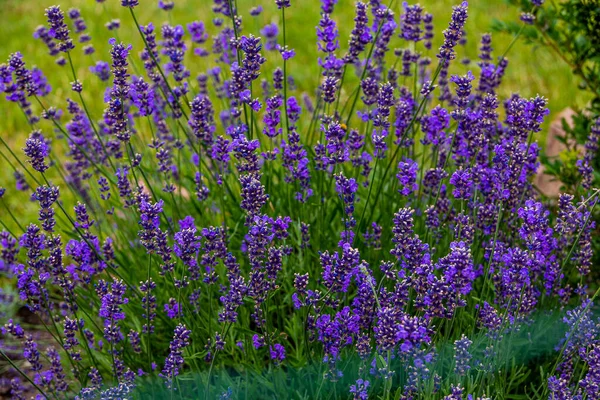 Vacker Lila Lavendel Grön Bakgrund Trädgård Närbild — Stockfoto