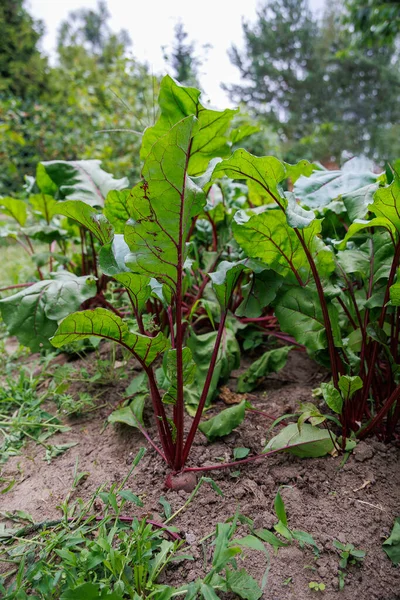 Beautiful Large Red Beetroot Green Leaves Growing Garden Summer Cloudy — Stock Photo, Image
