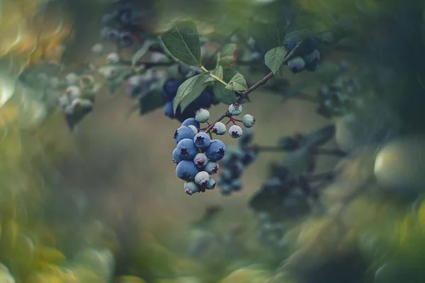 Beautiful Ecological American Blueberry Bush Garden — Stock Photo, Image