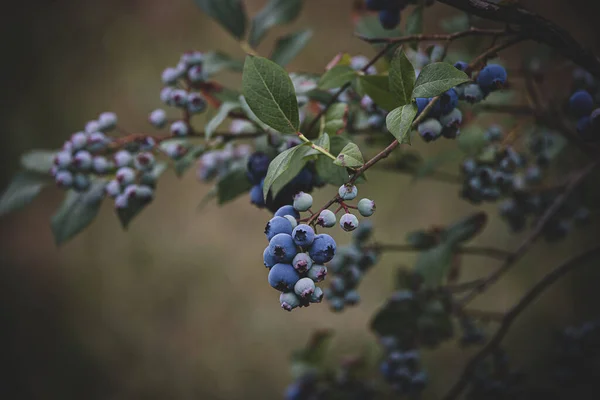 美丽的生态美国蓝莓在花园里的灌木丛中 — 图库照片