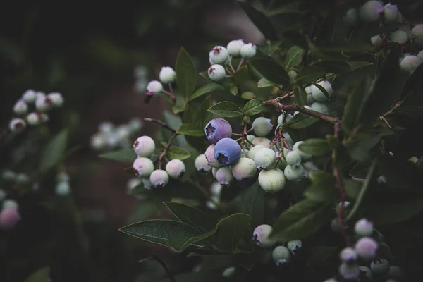 美丽的生态美国蓝莓在花园里的灌木丛中 图库图片