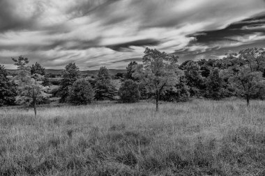 Yeşil ağaçlar, çayırlar, tarlalar ve beyaz bulutlu gökyüzü ile güzel bir yaz manzarası. 