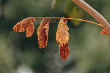 Güneşli bir günde Bokeh 'le ağaçta güzel sonbahar altın sarısı yapraklar.