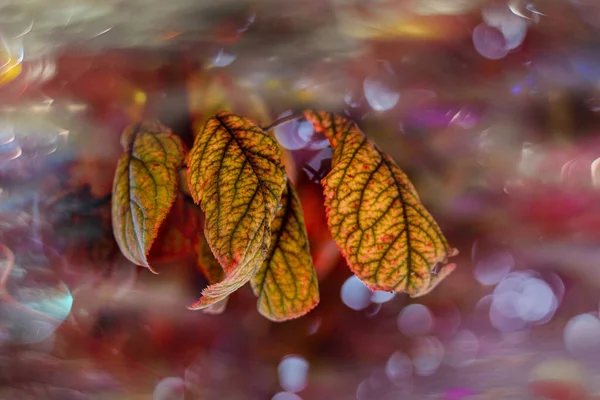 Mooie Herfst Goudbruine Bladeren Aan Een Boom Een Zonnige Dag — Stockfoto