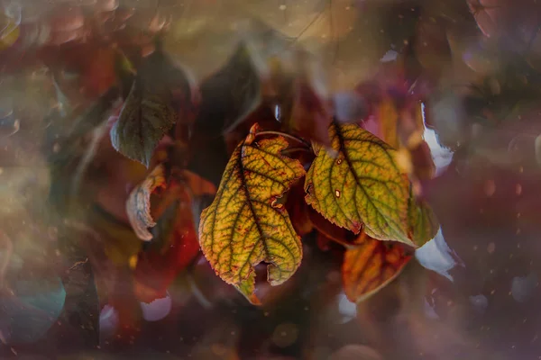 Όμορφα Φθινοπωρινά Χρυσά Καφέ Φύλλα Ένα Δέντρο Μια Ηλιόλουστη Μέρα — Φωτογραφία Αρχείου
