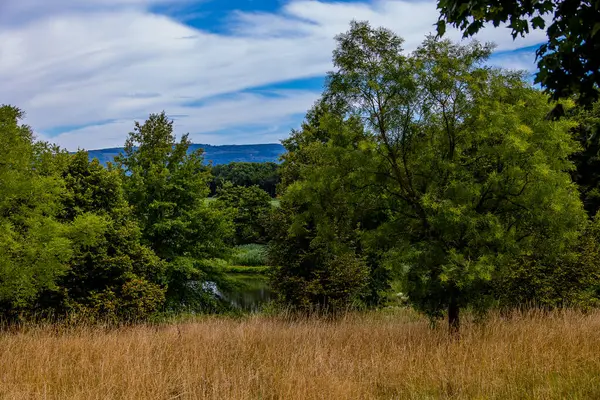 Piękny Letni Krajobraz Zielonymi Drzewami Łąką Polami Niebem Białymi Chmurami — Zdjęcie stockowe