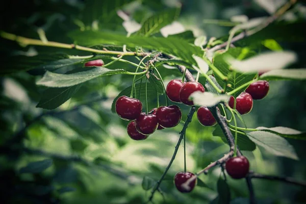 Vacker Mogen Frisk Ekologisk Vinrött Körsbär Trädet Bland Gröna Blad — Stockfoto