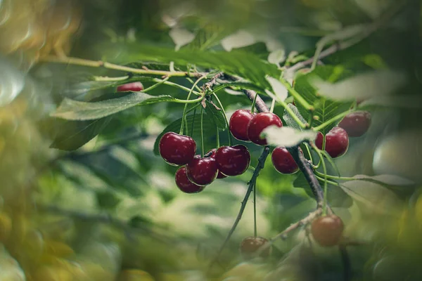 Beautiful Ripe Healthy Organic Burgundy Cherry Tree Green Leaves Orchard — Stock Photo, Image