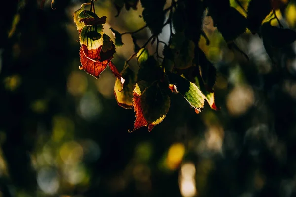 Belo Outono Ouro Marrom Folhas Uma Árvore Dia Ensolarado Com — Fotografia de Stock