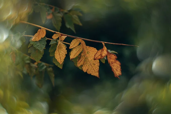 날보케 아름다운 갈색의 황금빛 나뭇잎 — 스톡 사진