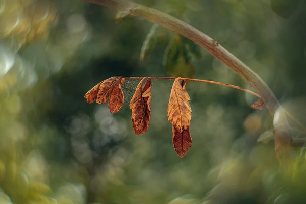 Красиве Осіннє Золоте Коричневе Листя Дереві Сонячний День Боке — стокове фото