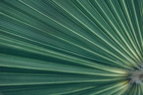 Bonito Verde Natural Abstrato Fundo Palma Folha Closeup — Fotografia de Stock