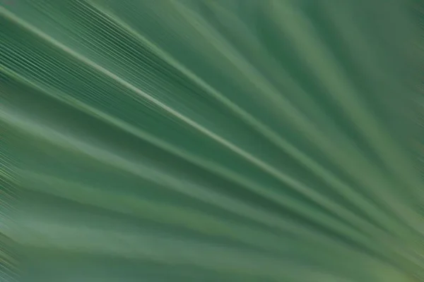 Красивый Зеленый Естественный Абстрактный Фон Пальмовый Лист Крупным Планом — стоковое фото